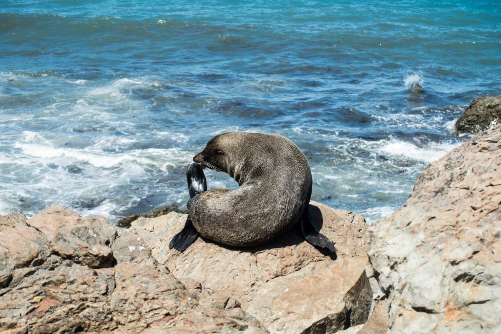 Reisebericht Kaikoura - Seehund