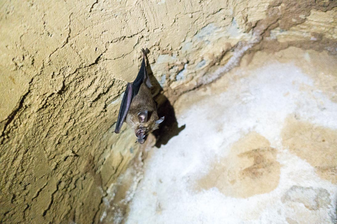 Fledermaus in den Tunneln von Cu Chi